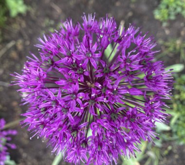 Bu yıl, ilk defa Aflatun soğanından güzel parlak çiçekler aldık, ya da Hollanda Mor Sansasyonu, çiçek bahçesinde. Parlak bir bahar sepeti ve parlak küçük çiçekler.