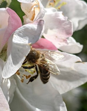 Bir arı bir elma ağacının çiçeklerini tozlaştırır. Her bahar, meyve ağaçlarının ilk çiçekleriyle meyve bahçelerindeki sıcak güneşin altında arılar sulu elma hasadı için tozlaşırlar.