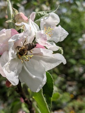 Nisan. Bir arı meyve bahçesinde özenle çalışır - elma ağacının çiçeklerini tozlaştırarak güzel ve sulu bir elma hasadı oluşturur.