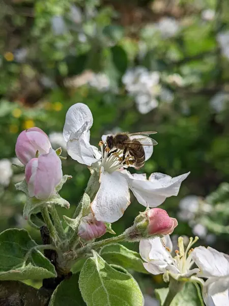 Nisan. Bir arı meyve bahçesinde özenle çalışır - elma ağacının çiçeklerini tozlaştırarak güzel ve sulu bir elma hasadı oluşturur.