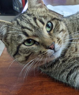 Kedi. Gri güzel bir kedi sabah sıcacık güneşleniyor. İyi uyudu. Breed: Avrupa Kısaltması. Nazik bir aile hayvanı.