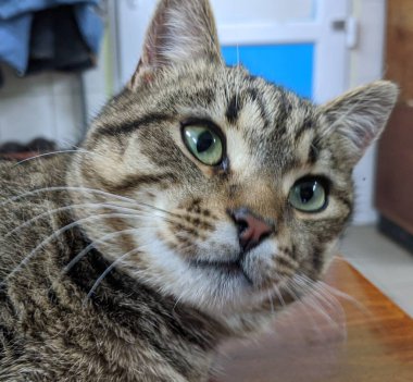 Kedi. Gri güzel bir kedi sabah sıcacık güneşleniyor. İyi uyudu. Breed: Avrupa Kısaltması. Nazik bir aile hayvanı.