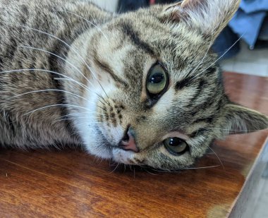 Kedi. Gri güzel bir kedi sabah sıcacık güneşleniyor. İyi uyudu. Breed: Avrupa Kısaltması. Nazik bir aile hayvanı.