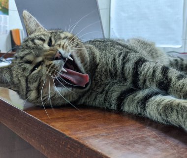 Kedi. Gri güzel bir kedi sabah sıcacık güneşleniyor. İyi uyudu. Breed: Avrupa Kısaltması. Nazik bir aile hayvanı.