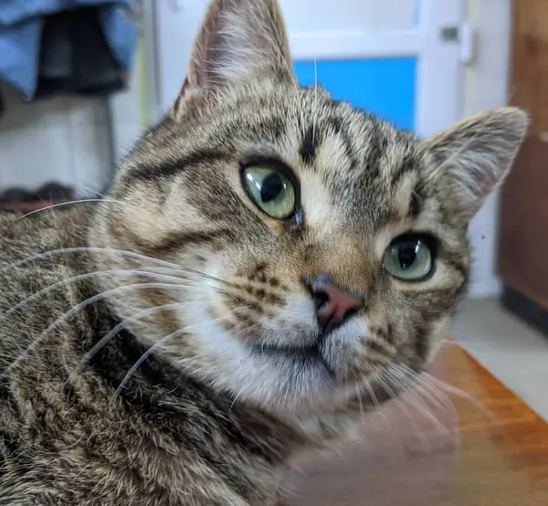 Kedi. Gri güzel bir kedi sabah sıcacık güneşleniyor. İyi uyudu. Breed: Avrupa Kısaltması. Nazik bir aile hayvanı.