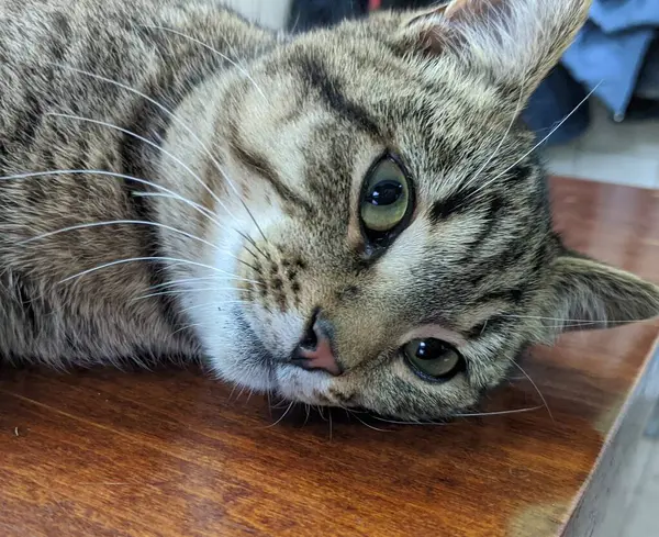 Kedi. Gri güzel bir kedi sabah sıcacık güneşleniyor. İyi uyudu. Breed: Avrupa Kısaltması. Nazik bir aile hayvanı.