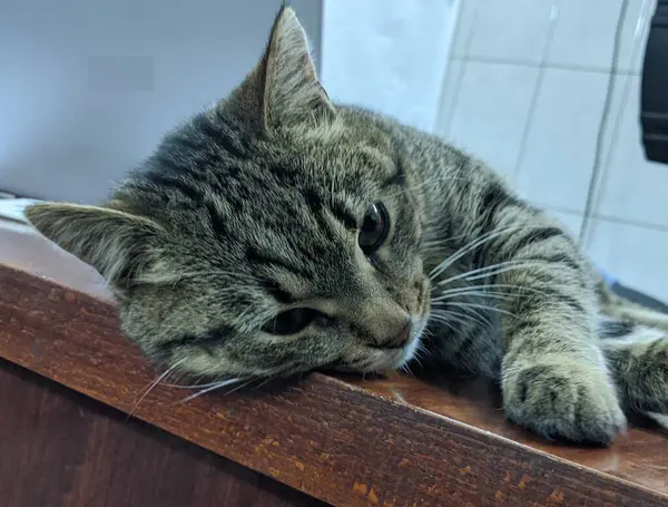 Kedi. Gri güzel bir kedi sabah sıcacık güneşleniyor. İyi uyudu. Breed: Avrupa Kısaltması. Nazik bir aile hayvanı.