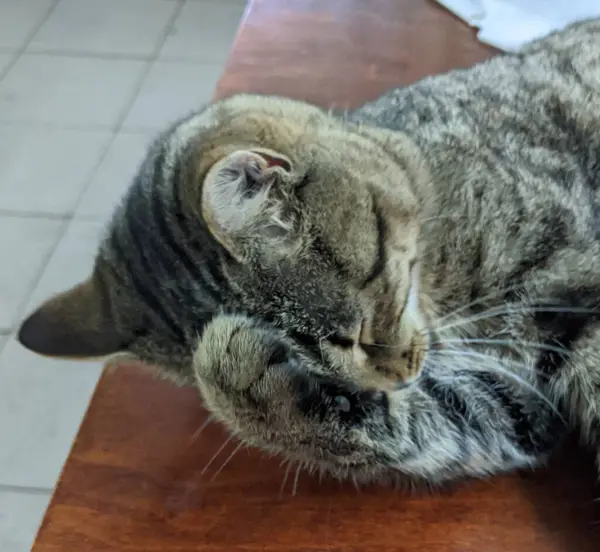 Kedi. Gri güzel bir kedi sabah sıcacık güneşleniyor. İyi uyudu. Breed: Avrupa Kısaltması. Nazik bir aile hayvanı.