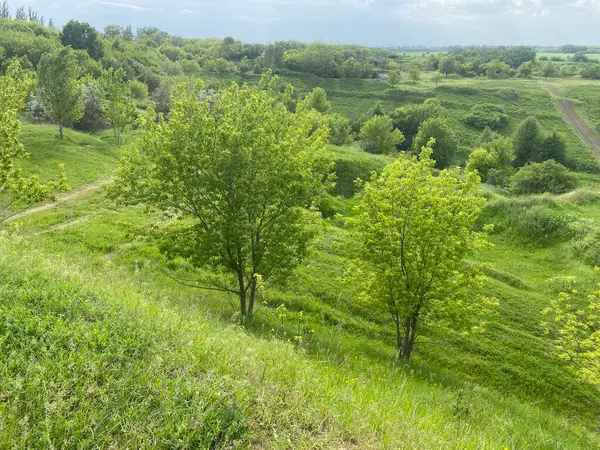 Bahar manzarası, şehrin dışındaki doğanın bir resmi. Akşam bulutlu, yağmurlu bir gökyüzünün altında ufka kadar uzanan geniş bir çayırın kamera görüntüsü. Çimenler, ağaçlar....