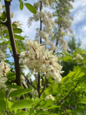 Akasya çiçekleri. İlkbaharda, Akasya çalısı eşsiz aromaları olan parlak beyaz çiçeklerle çiçek açar. Düz ve uzun dallar çiçeklerle kaplıdır.