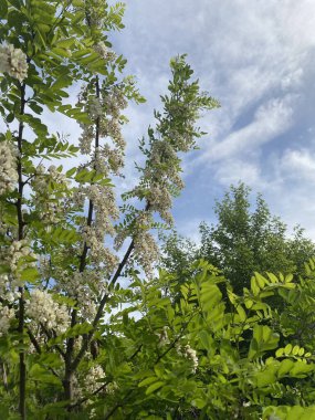 Akasya çiçekleri. İlkbaharda, Akasya çalısı eşsiz aromaları olan parlak beyaz çiçeklerle çiçek açar. Düz ve uzun dallar çiçeklerle kaplıdır.