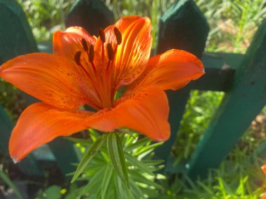 Lily ev bahçesinde güzel ve büyük bir çiçektir. Bir bahar gününün akşam güneşinin altında güzel renkler verir güzelliklerini