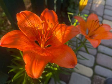 Lily ev bahçesinde güzel ve büyük bir çiçektir. Bir bahar gününün akşam güneşinin altında güzel renkler verir güzelliklerini