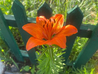 Lily ev bahçesinde güzel ve büyük bir çiçektir. Bir bahar gününün akşam güneşinin altında güzel renkler verir güzelliklerini