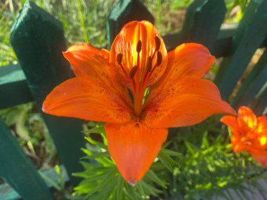 Lily ev bahçesinde güzel ve büyük bir çiçektir. Bir bahar gününün akşam güneşinin altında güzel renkler verir güzelliklerini