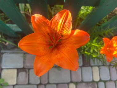 Lily ev bahçesinde güzel ve büyük bir çiçektir. Bir bahar gününün akşam güneşinin altında güzel renkler verir güzelliklerini