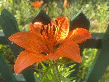 Lily ev bahçesinde güzel ve büyük bir çiçektir. Bir bahar gününün akşam güneşinin altında güzel renkler verir güzelliklerini