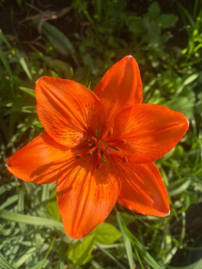 Lily ev bahçesinde güzel ve büyük bir çiçektir. Bir bahar gününün akşam güneşinin altında güzel renkler verir güzelliklerini