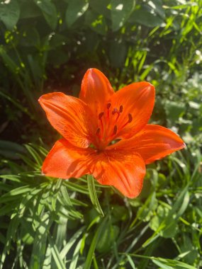 Lily ev bahçesinde güzel ve büyük bir çiçektir. Bir bahar gününün akşam güneşinin altında güzel renkler verir güzelliklerini