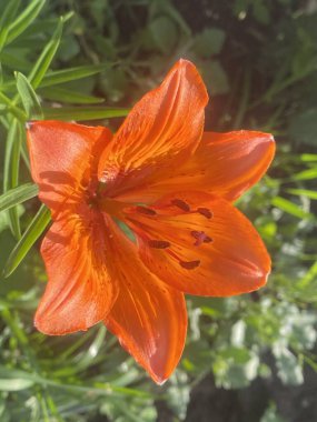 Lily ev bahçesinde güzel ve büyük bir çiçektir. Bir bahar gününün akşam güneşinin altında güzel renkler verir güzelliklerini