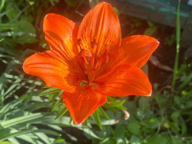 Lily ev bahçesinde güzel ve büyük bir çiçektir. Bir bahar gününün akşam güneşinin altında güzel renkler verir güzelliklerini