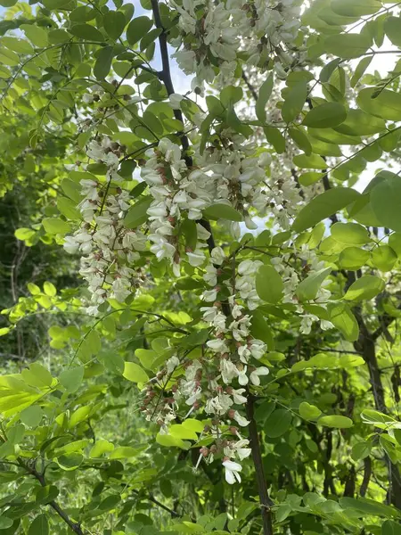 Akasya çiçekleri. İlkbaharda, Akasya çalısı eşsiz aromaları olan parlak beyaz çiçeklerle çiçek açar. Düz ve uzun dallar çiçeklerle kaplıdır.