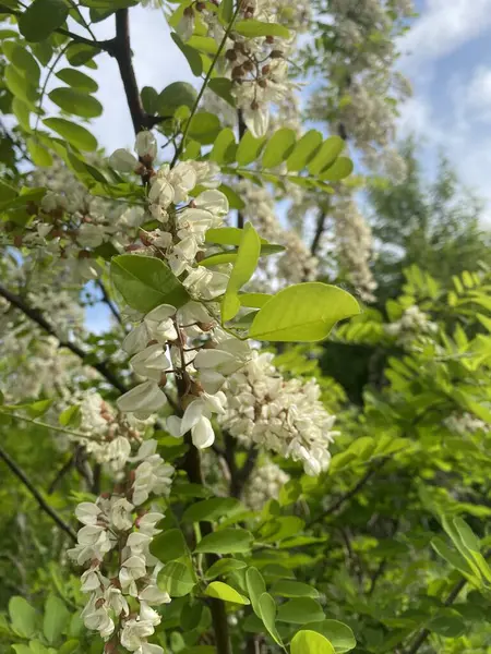 Akasya çiçekleri. İlkbaharda, Akasya çalısı eşsiz aromaları olan parlak beyaz çiçeklerle çiçek açar. Düz ve uzun dallar çiçeklerle kaplıdır.