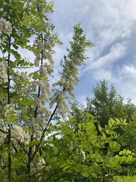 Akasya çiçekleri. İlkbaharda, Akasya çalısı eşsiz aromaları olan parlak beyaz çiçeklerle çiçek açar. Düz ve uzun dallar çiçeklerle kaplıdır.