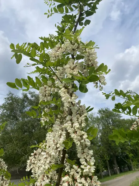 Akasya çiçekleri. İlkbaharda, Akasya çalısı eşsiz aromaları olan parlak beyaz çiçeklerle çiçek açar. Düz ve uzun dallar çiçeklerle kaplıdır.