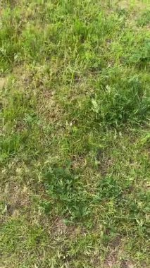 Doğanın manzaraları. Avrupa 'nın bozkırlarında kısa bir yolculuk. Ufuktaki toprağın gökyüzünün bulutlarla kaplı olduğu bir yer. Akşamdan akşama