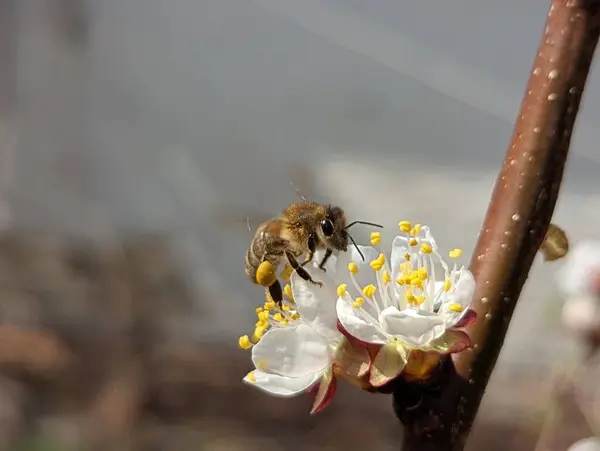 Baharda bahçede bir arı dikkatle bir kayısı ağacının çiçeklerini tozlaştırır. Çiçekten çiçeğe uçar, tatlı polenlerle erkek organlarını toplar..