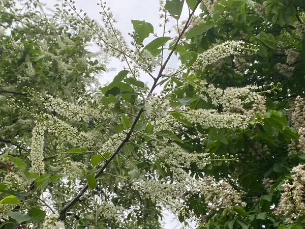 Parkta sık rastlanan kiraz çiçekleri. Kuş kiraz ağacı Eremshina çiçek yapraklarını ılık güneşin altına yayar parlak, çiçekli bir bahar havası yaratmak için..