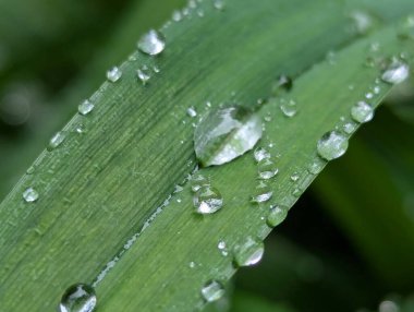 Yapraklarda çiy var. Bahçedeki bitkilerin üzerine sağanak yağmur yağdıktan sonra yaprakların üzerinde güzel su damlaları kalır.