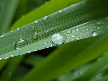 Yapraklarda çiy var. Bahçedeki bitkilerin üzerine sağanak yağmur yağdıktan sonra yaprakların üzerinde güzel su damlaları kalır.