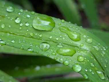 Yapraklarda çiy var. Bahçedeki bitkilerin üzerine sağanak yağmur yağdıktan sonra yaprakların üzerinde güzel su damlaları kalır.