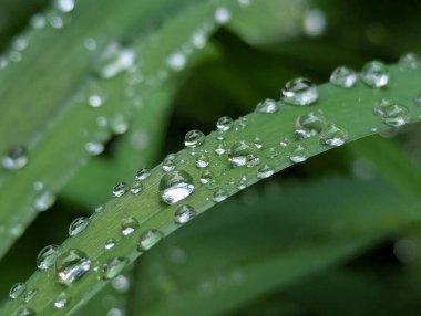 Yapraklarda çiy var. Bahçedeki bitkilerin üzerine sağanak yağmur yağdıktan sonra yaprakların üzerinde güzel su damlaları kalır.