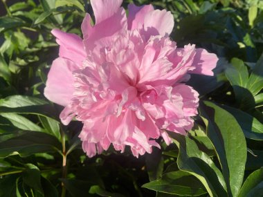 Şakayık çiçekleri. Şakayık çiçekleri güzel bir ev bahçesinde çiçek açtı. Çiçeklerin fotoğrafı batan güneşin ışığında.