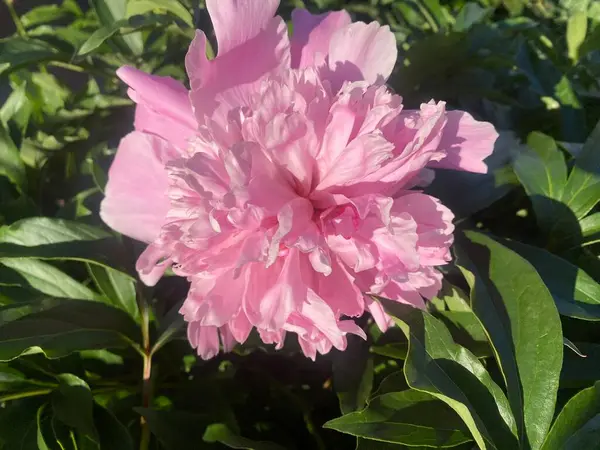Şakayık çiçekleri. Şakayık çiçekleri güzel bir ev bahçesinde çiçek açtı. Çiçeklerin fotoğrafı batan güneşin ışığında.