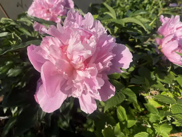 Şakayık çiçekleri. Şakayık çiçekleri güzel bir ev bahçesinde çiçek açtı. Çiçeklerin fotoğrafı batan güneşin ışığında.