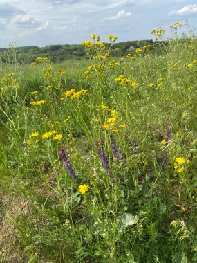 Jacobaea vulgaris - yabani bir tarla mahsulü, çalılar küçük sarı çiçeklerle çiçek açar. Tarlalarda, doğal alanlarda bulunabilir. İlkbaharda açar