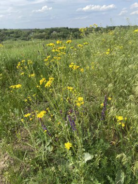 Jacobaea vulgaris - yabani bir tarla mahsulü, çalılar küçük sarı çiçeklerle çiçek açar. Tarlalarda, doğal alanlarda bulunabilir. İlkbaharda açar