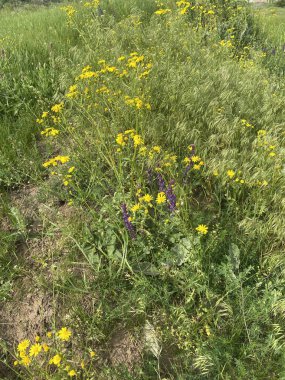 Jacobaea vulgaris - yabani bir tarla mahsulü, çalılar küçük sarı çiçeklerle çiçek açar. Tarlalarda, doğal alanlarda bulunabilir. İlkbaharda açar