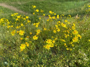 Jacobaea vulgaris - yabani bir tarla mahsulü, çalılar küçük sarı çiçeklerle çiçek açar. Tarlalarda, doğal alanlarda bulunabilir. İlkbaharda açar