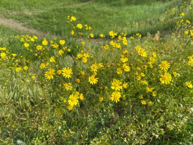 Jacobaea vulgaris - yabani bir tarla mahsulü, çalılar küçük sarı çiçeklerle çiçek açar. Tarlalarda, doğal alanlarda bulunabilir. İlkbaharda açar