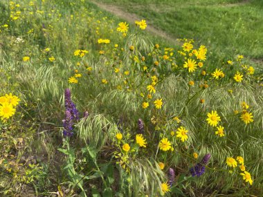 Jacobaea vulgaris - yabani bir tarla mahsulü, çalılar küçük sarı çiçeklerle çiçek açar. Tarlalarda, doğal alanlarda bulunabilir. İlkbaharda açar