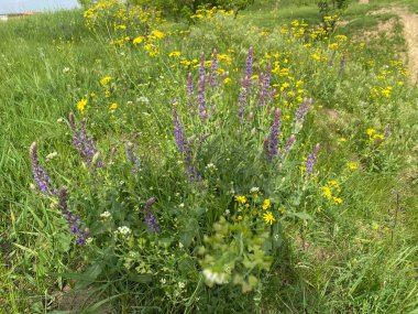 Jacobaea vulgaris - yabani bir tarla mahsulü, çalılar küçük sarı çiçeklerle çiçek açar. Tarlalarda, doğal alanlarda bulunabilir. İlkbaharda açar
