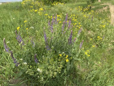 Jacobaea vulgaris - yabani bir tarla mahsulü, çalılar küçük sarı çiçeklerle çiçek açar. Tarlalarda, doğal alanlarda bulunabilir. İlkbaharda açar