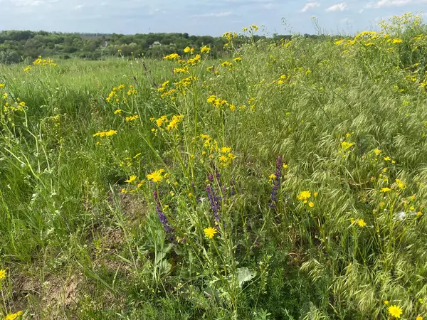 Jacobaea vulgaris - yabani bir tarla mahsulü, çalılar küçük sarı çiçeklerle çiçek açar. Tarlalarda, doğal alanlarda bulunabilir. İlkbaharda açar
