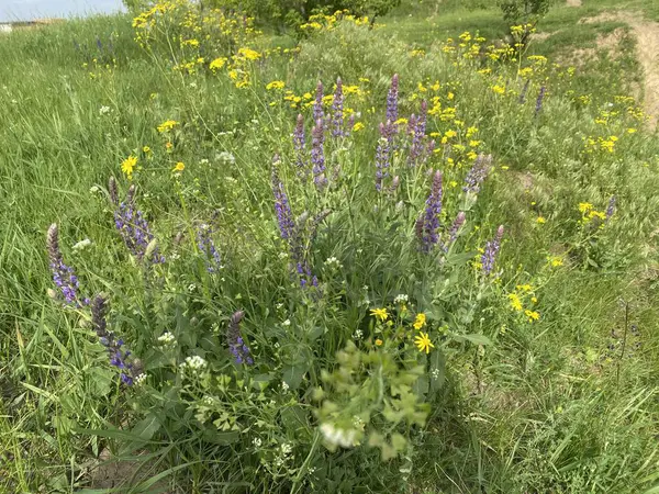 Jacobaea vulgaris - yabani bir tarla mahsulü, çalılar küçük sarı çiçeklerle çiçek açar. Tarlalarda, doğal alanlarda bulunabilir. İlkbaharda açar