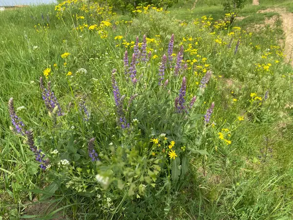Jacobaea vulgaris - yabani bir tarla mahsulü, çalılar küçük sarı çiçeklerle çiçek açar. Tarlalarda, doğal alanlarda bulunabilir. İlkbaharda açar